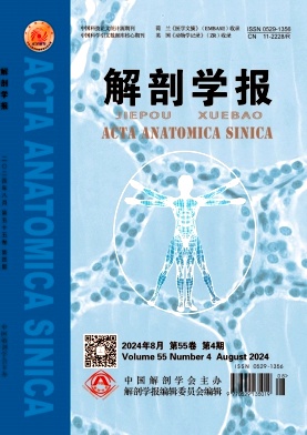 解剖学报